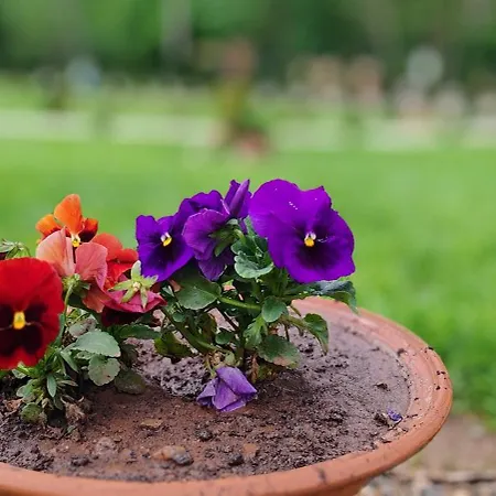 Sicevacka Bajka Semesterbostad *