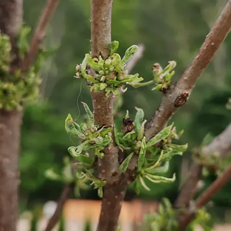 Semesterbostad Sicevacka Bajka Ni