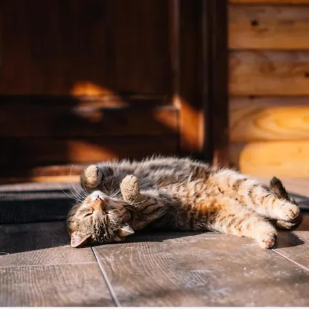 Sicevacka Bajka Ni