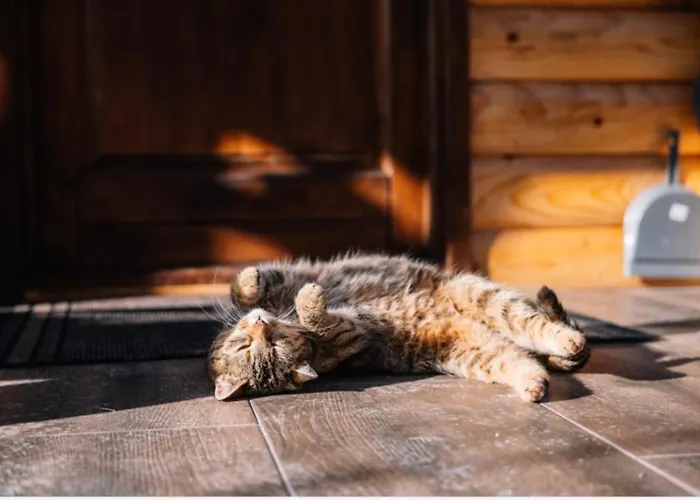 Sicevacka Bajka Ni